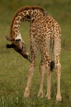 giraffe